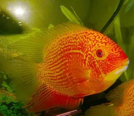 Цихлозома  Северум "Червона Перлина", S (лат. - Heros severum var. "Red Perl")